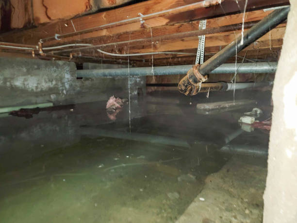 Best Water damage cleanup near me  in Hernando Beach, FL